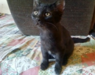 Micina